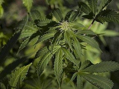 Κυνηγώντας τις χασισοφυτείες στην Κρήτη