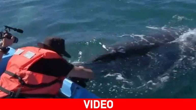 Αγγίζοντας τις γκρι φάλαινες