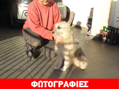 Βρέθηκε θηλυκό Griffon στην Παιανία