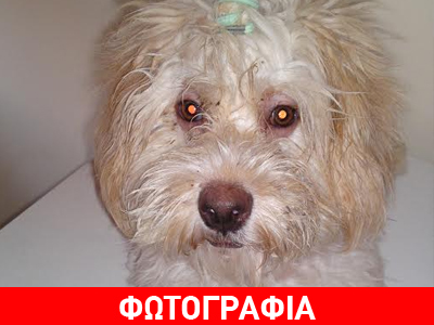 Τρελοκοτσιδού για υιοθεσία