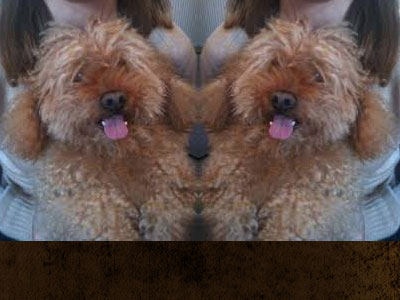 Χάθηκε ηλικιωμένη γκριφονίτσα στα Βριλήσσια