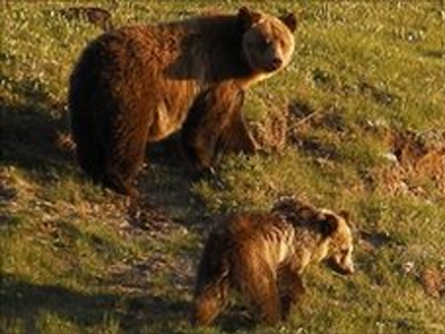 Δέχτηκε επίθεση από αρκούδα