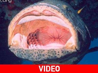 Ροφός καταπίνει… καρχαρία!