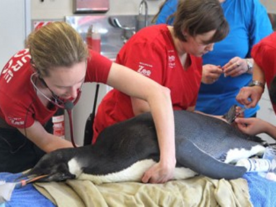 Όλα καλά για τον «Happy Feet»