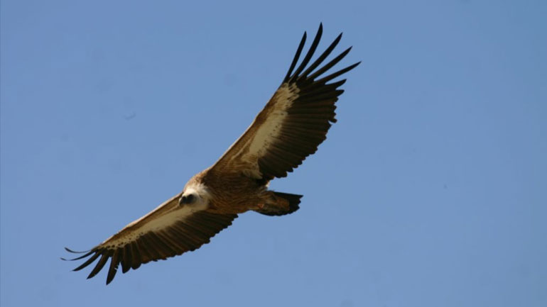 Κρήτη: Γύπας συγκρούστηκε με αυτοκίνητο