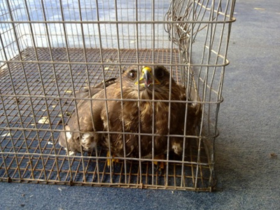 «Σώθηκε» γεράκι στην Εύβοια