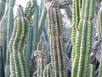 Και πίσω από τον κάκτο…μαριχουάνα