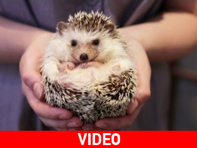 Γεμίζουν… σκαντζόχοιρους τα αμερικανικά νοικοκυριά!