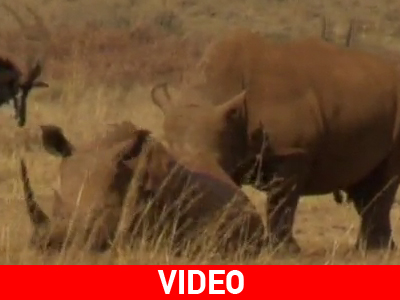 Ο πλούτος… σκοτώνει τους ρινόκερους