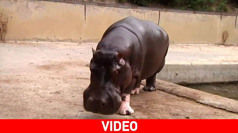 Άνοιξε εκ νέου ο Ζωολογικός Κήπος της Γεωργίας