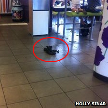 Τα κόπρανα του αλόγου