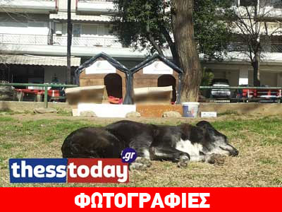 Σπιτάκια για τα αδέσποτα στην Τούμπα