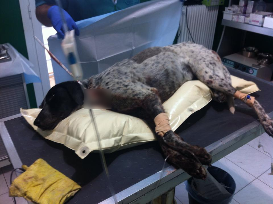 Η άτυχη σκυλίτσα