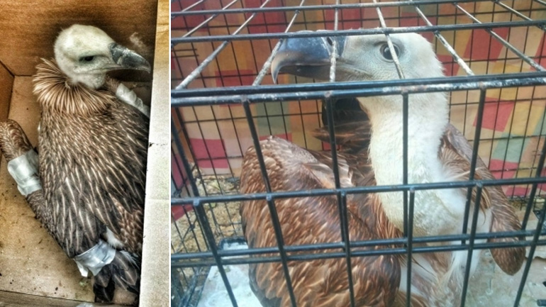 Ιεράπετρα: Σε καλά χέρια ο νεαρός γύπας που βρέθηκε εξαντλημένος