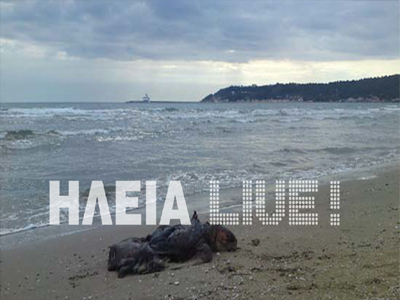 Ηλεία: Εκβράστηκε νεκρή Καρέτα – Καρέτα