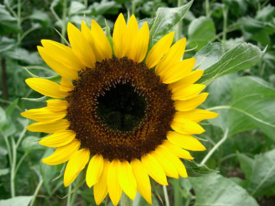 Οικονομική διέξοδο και ενεργειακή επάρκεια προσφέρει η καλλιέργεια ηλίανθου