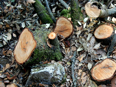 Υπολόγιζαν χωρίς τους υπαλλήλους του δασαρχείου