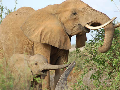Νέα απαγόρευση στις πωλήσεις ελεφαντόδοντου στις ΗΠΑ