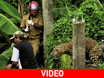 Λεοπάρδαλη σπέρνει τον τρόμο στην Ινδία