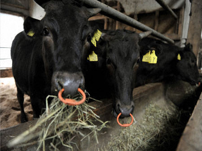 Τρίτο «stop» στο ιαπωνικό βοδινό