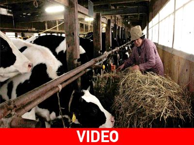 Στο μικροσκόπιο «ύποπτη» φάρμα στην Ιαπωνία