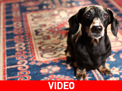 Ο Τζάσπερ περπάτησε ξανά