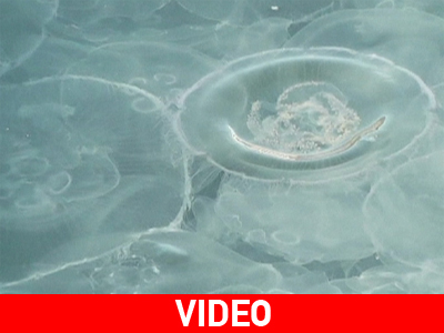 Εισβολή μεδουσών στην Ουκρανία