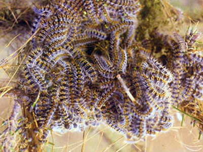 Χανιά: Ψεκασμοί για την κάμπια των πεύκων