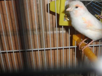 Αγρίνιο: Kλέβουν μέχρι και… καναρίνια