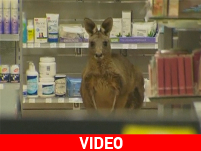 Αυστραλία: Ένα καγκουρό στο αεροδρόμιο της Μελβούρνης