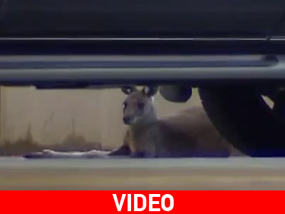 Αυστραλία: To πάρκινγκ διαθέτει και… καγκουρό