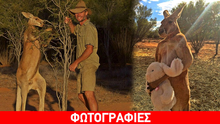 Ρότζερ: Το τρυφερό καγκουρό με το λούτρινο λαγουδάκι