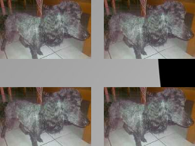 Νεκρό κανισάκι στα Βριλήσσια