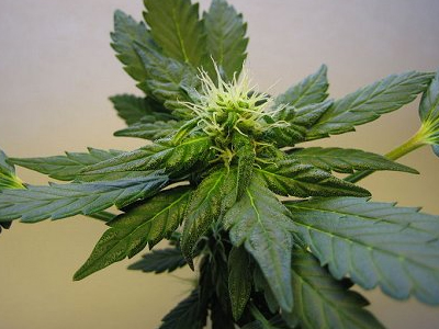 Καλλιεργούσε κάνναβη