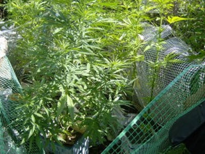 Είχε αδυναμία στα…φυτά του