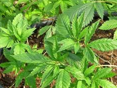 Είχε αδυναμία στον…κήπο του