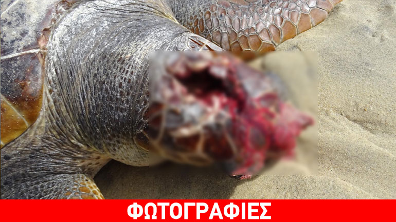 Κατακρεουργημένη θαλάσσια χελώνα σε παραλία της Νάξου