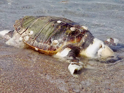 Νεκρές θαλάσσιες χελώνες τον μήνα Ιούλιο
