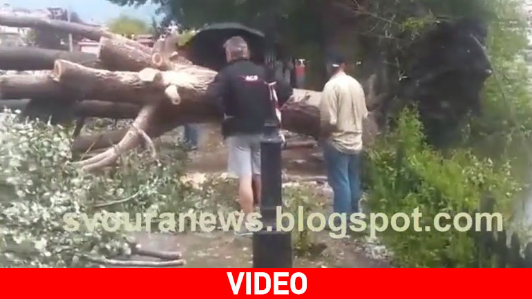 Πτώση δέντρου στην Καστοριά λόγω κακοκαιρίας