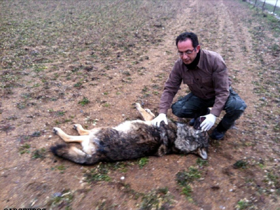 Νεκρός λύκος στην Καστοριά