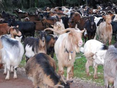 Συναγερμός στην Κομοτηνή για τον καταρροϊκό πυρετό