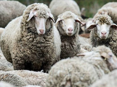 «Σε απόγνωση κτηνοτρόφοι του Έβρου λόγω καταρροϊκού πυρετού»