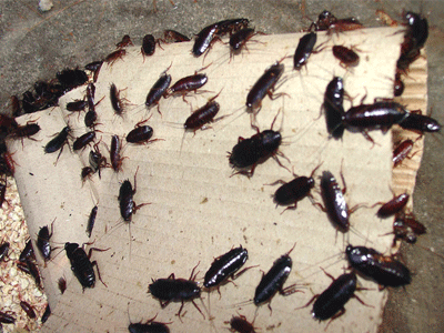 Πάτρα: Η εξίσωση του φόρου στο πετρέλαιο έφερε… κατσαρίδες