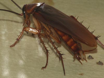 Οι κατσαρίδες είναι χαδιάρες