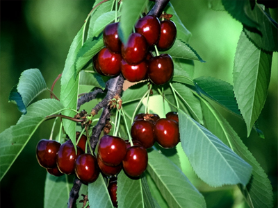 Η επιθυμία για κεράσια του στοίχησε τη ζωή