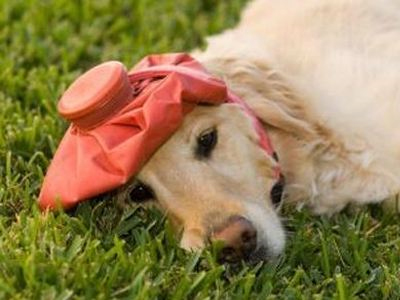 Κι άλλες φόλες στο Πήλιο