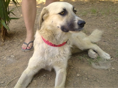 Φρύνη, η μικρή πριγκίπισσα των Ιλισίων‏