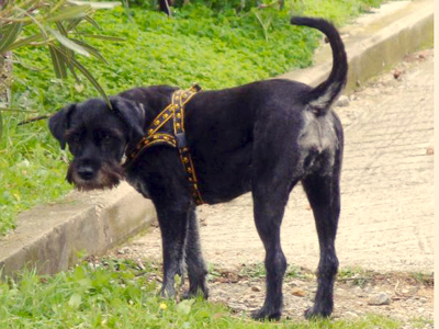 Μήπως την είδατε;