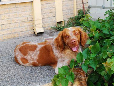Βοηθήστε τον να γυρίσει στο σπίτι του