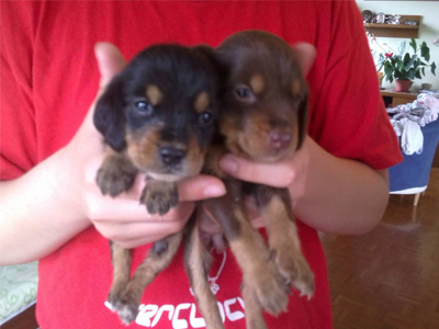 Ζητούν οικογένεια